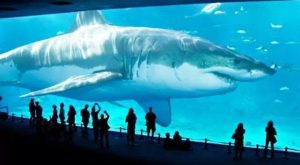 Megalodon