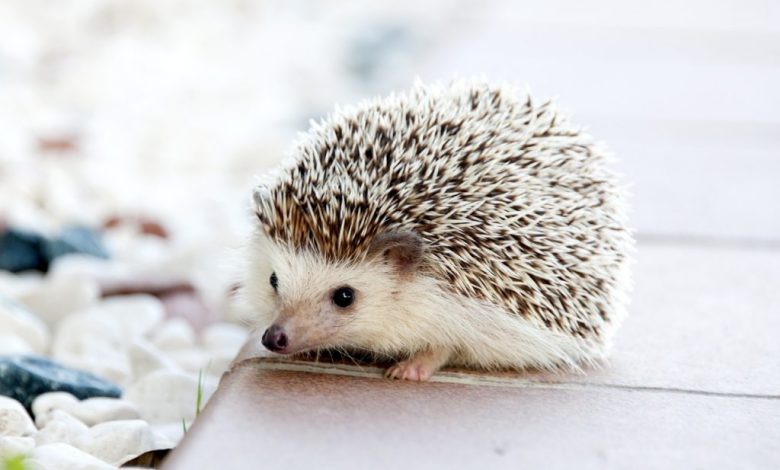 Cozinhando com crianças - como envolvê-las 11 2